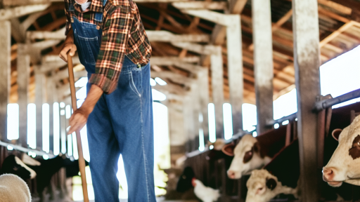 Maintaining Cleanliness In Livestock Housing