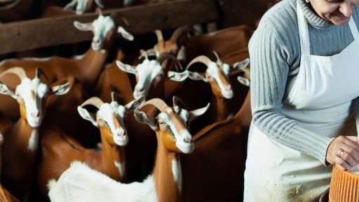 Artisanal Food Production for Goat Milk and Cheese Farming