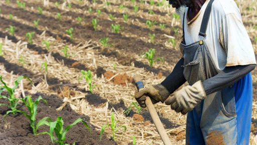 Crop Rotation Techniques for Long-Term Soil Fertility