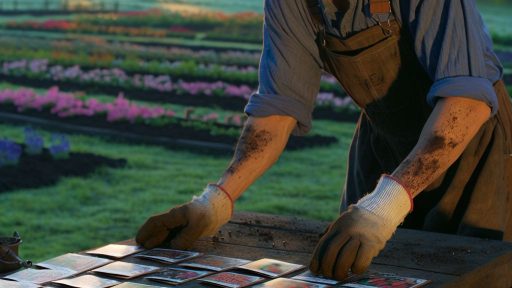 Seasonal Gardening for Choosing the Right Seeds