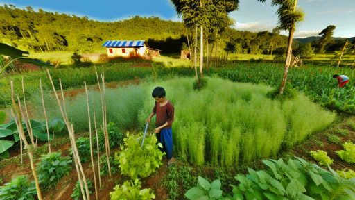 Economic Benefits of Agroforestry for Small-Scale Farmers in America