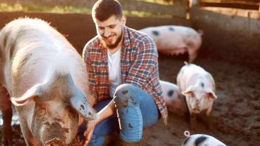 Ethical and Humane Handling Practices in Pig Farming