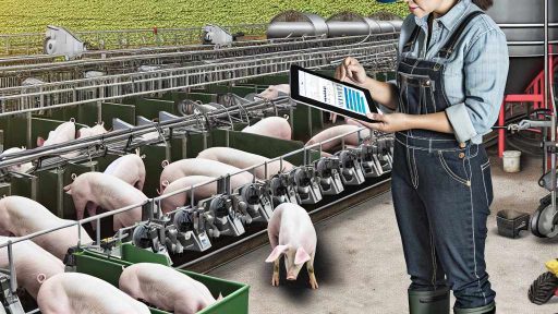 Optimizing Swine Productivity Through Effective Farm Management