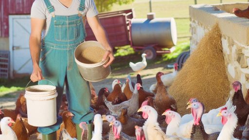 Poultry Management for Beginner Farmers