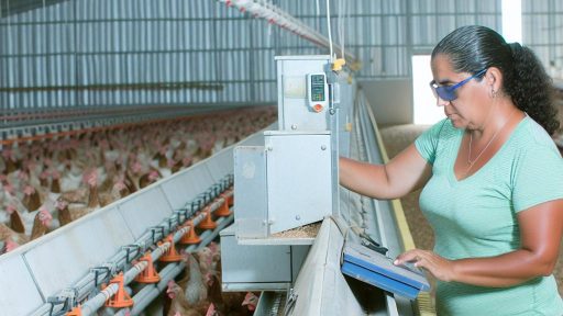 Poultry Management for Preventing Heat Stress