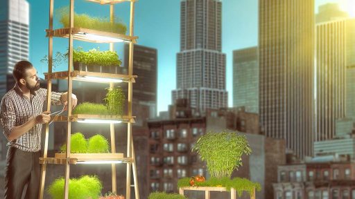 Vertical Farming for Urban Gardeners in the USA